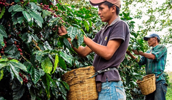Выращивание органического кофе
