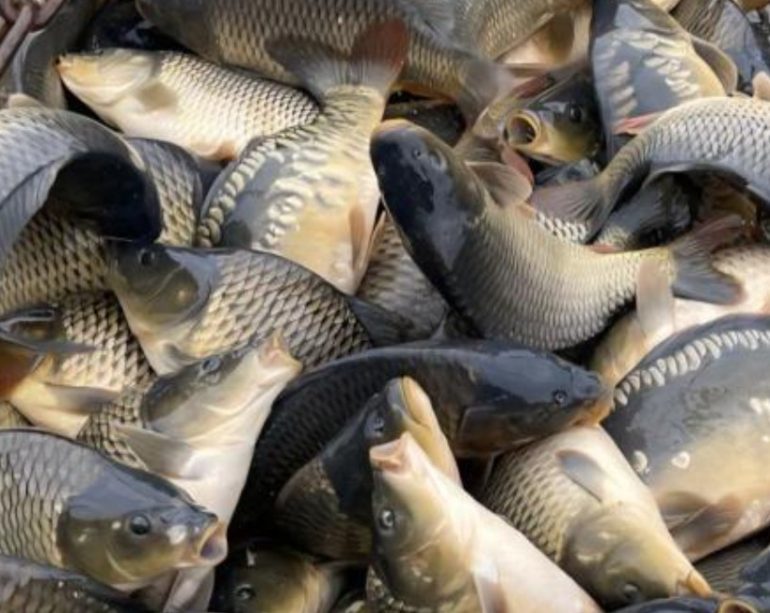 живая рыба оптом